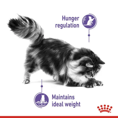 Royal Canin Appetite Control In Jelly Adult Cat Food - Image 2