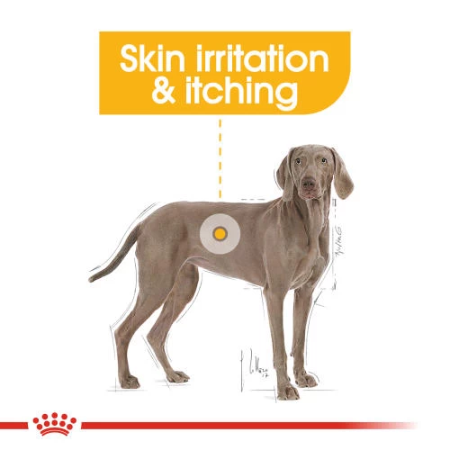 Royal Canin Maxi Dermacomfort Adult Dry Dog Food - Image 3