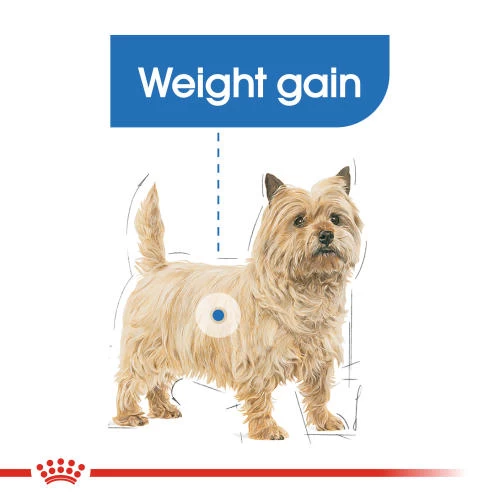 Royal Canin Mini Light Weight Care Dry Adult Dog Food - Image 3