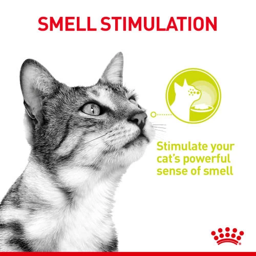 Royal Canin Sensory Smell In Jelly Wet Adult Cat Food - Image 3