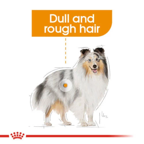 Royal Canin Coat Care Wet Adult Dog Food Pouches - Image 3